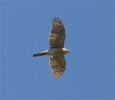 Filename=hmesphwk26611.jpg
Filesize=99KiB
Dimensions=600x520
Date added=Jun 27, 2011 hmesphwk26611.jpg