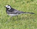 piedwagtail2.jpg