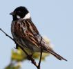 reedbunting.jpg
