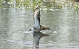 black-tailed-godwit.jpg