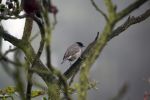 blackcap-1.jpg