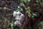 blackcap2.jpg