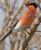 bullfinch.JPG