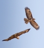 buzzard-1.jpg