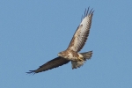 buzzard~0.jpg