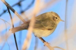 chiffchaff.jpg