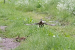 duck-and-stoat.jpg