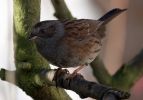 dunnock.jpg