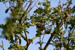 dunnock~1.jpg