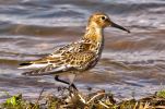 frampton-marsh.jpg