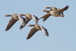 greylag.jpg