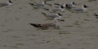 2CY_Casp_Gib_2603.jpg