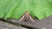 Filename=Bedstraw_Hawkmoth_010811.jpg
Filesize=86KiB
Dimensions=640x360
Date added=Oct 09, 2011 Bedstraw_Hawkmoth_010811.jpg