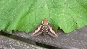 Bedstraw_Hawkmoth_010811.jpg