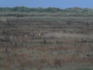 Filename=CHINESE_WATER_DEER_181211.JPG
Filesize=86KiB
Dimensions=448x336
Date added=Dec 19, 2011 CHINESE_WATER_DEER_181211.JPG