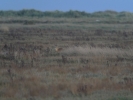 CHINESE_WATER_DEER_181211.JPG