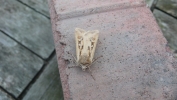 Filename=COAST_DART_280711.jpg
Filesize=89KiB
Dimensions=640x360
Date added=Oct 08, 2011 COAST_DART_280711.jpg