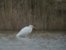 Filename=GWE_KIRKBY_300112.JPG
Filesize=121KiB
Dimensions=448x336
Date added=Jan 31, 2012 GWE_KIRKBY_300112.JPG