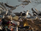 Filename=Glauc_1.JPG
Filesize=124KiB
Dimensions=448x336
Date added=Dec 28, 2011 Glauc_1.JPG