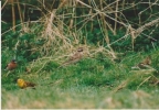 Filename=Pine_Bunting.jpg
Filesize=33KiB
Dimensions=448x309
Date added=Jul 13, 2012 Pine_Bunting.jpg