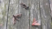 Privet,_Elephant_and_Eyed_Hawk-Moths_080611.jpg