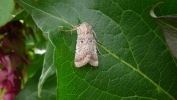 Filename=SAND_DART__130711.jpg
Filesize=95KiB
Dimensions=640x360
Date added=Oct 08, 2011 SAND_DART__130711.jpg