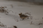 SHORE_LARK_2.JPG