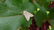 Filename=SHORE_WAINSCOT_290911.JPG
Filesize=117KiB
Dimensions=640x360
Date added=Oct 08, 2011 SHORE_WAINSCOT_290911.JPG