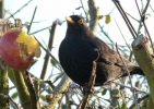 BLACKBIRD1.jpg
