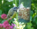 Filename=Bald_Head_Great_Tit.jpg
Filesize=77KiB
Dimensions=640x499
Date added=Jul 05, 2012 Bald_Head_Great_Tit.jpg