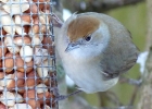 Blackcap1.jpg