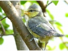 Blue_Tit_fledgling.jpg