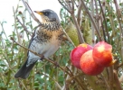 Fieldfare2e_crop_resize~0.jpg