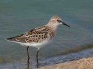 Little_Stint_2.jpg