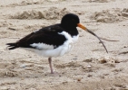 Oystercatcher3a.jpg