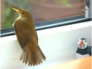 Reed_Warbler_resize.jpg