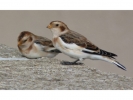 Snow_Buntings_comp.jpg