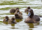 Tufted_Duck_family_EDIT.jpg