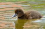 Tufted_Duckilng_resize.jpg