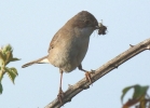 Whitethroat.jpg