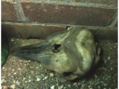 Filename=skull.JPG
Filesize=47KiB
Dimensions=640x480
Date added=Nov 06, 2012 skull.JPG