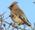 waxwing__mabo1rs.jpg