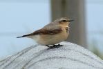 wheatear2_r_s_.jpg