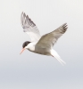 Common-tern-30-07-13~0.jpg