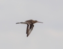 Godwit-FM-09-12.jpg