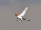 Godwit-Frampton-07-11.jpg