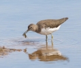 Green-Sandpiper.jpg