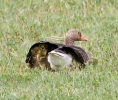 Greylag-shelter.jpg