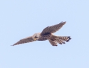 Kestrel-04-12.jpg