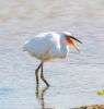 Little-Egret-and-fish.jpg